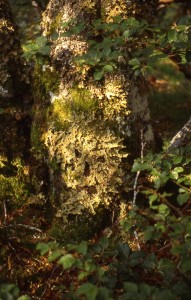 irminsul